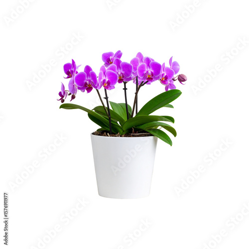 Wallpaper Mural  Close-up view of purple orchid grown in a white ceramic pot placed on a wooden table, isolated on transparent background, png file Torontodigital.ca