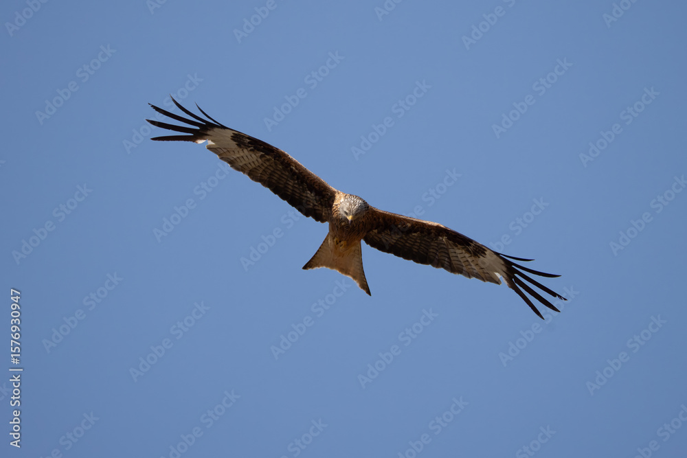 Fototapeta premium red kite soars in the blue sky