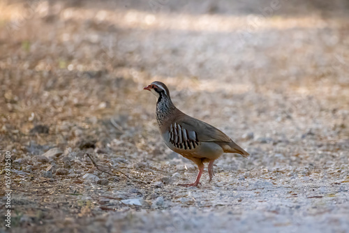 Fototapet a red-legged partridge crosses a gravel path