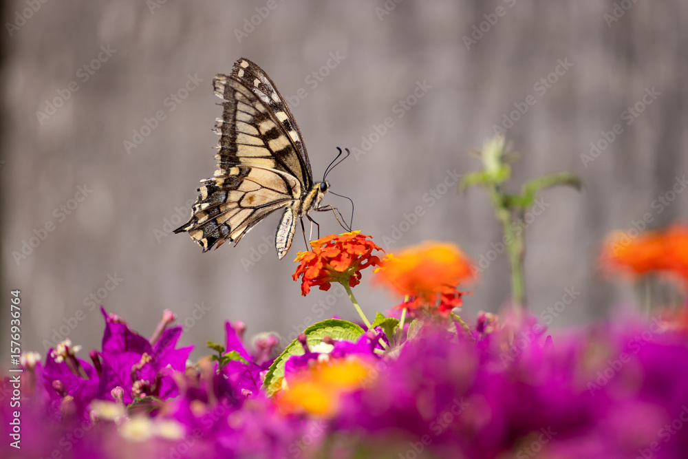 Obraz premium swallowtail butterfly collect pollen on colorful flowers