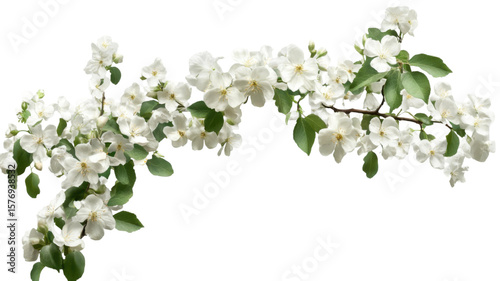 Title: Elegant White Flowers on a Single Branch Stalk Isolated Against a Clean White Background