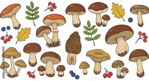 Collection of hand drawn mushrooms and forest elements on white background