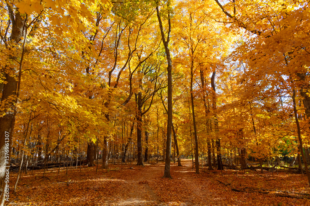 Fototapeta premium Nature in autumn. Fall weather outdoor. Leaves in autumn nature forest. Fallen leaves. Windy path. Autumn nature forest. Orange and yellow fall leaves. Fall season colors