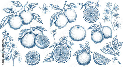 Detailed botanical citrus seamless pattern with lemons, oranges, and blossoms in vintage engraving style