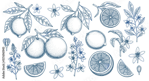 Hand drawn citrus set with lemons and orange slices in vintage style
