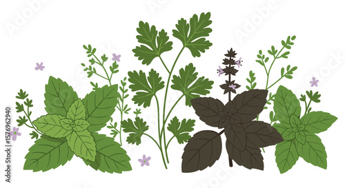 Aromatic herb collection featuring basil and parsley