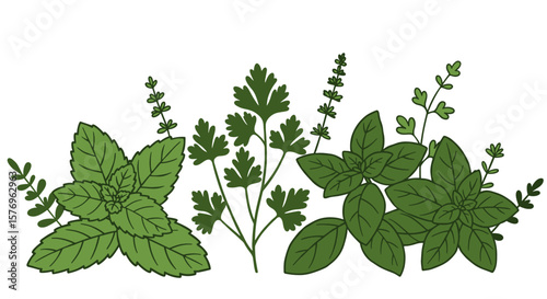 Herb garden: mint and parsley botanical illustration in flat style
