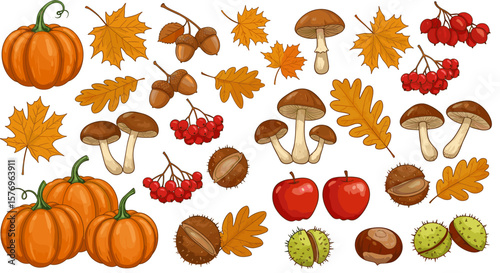 Autumn harvest collection: pumpkins, mushrooms, acorns, and leaves on white background
