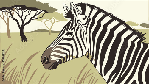 Zebras standing in the wild African savannah with black and white stripes