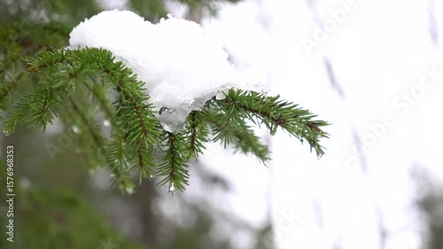 A SnowCovered Pine Branch in a Beautiful Winter Landscape with Tranquil Atmosphere