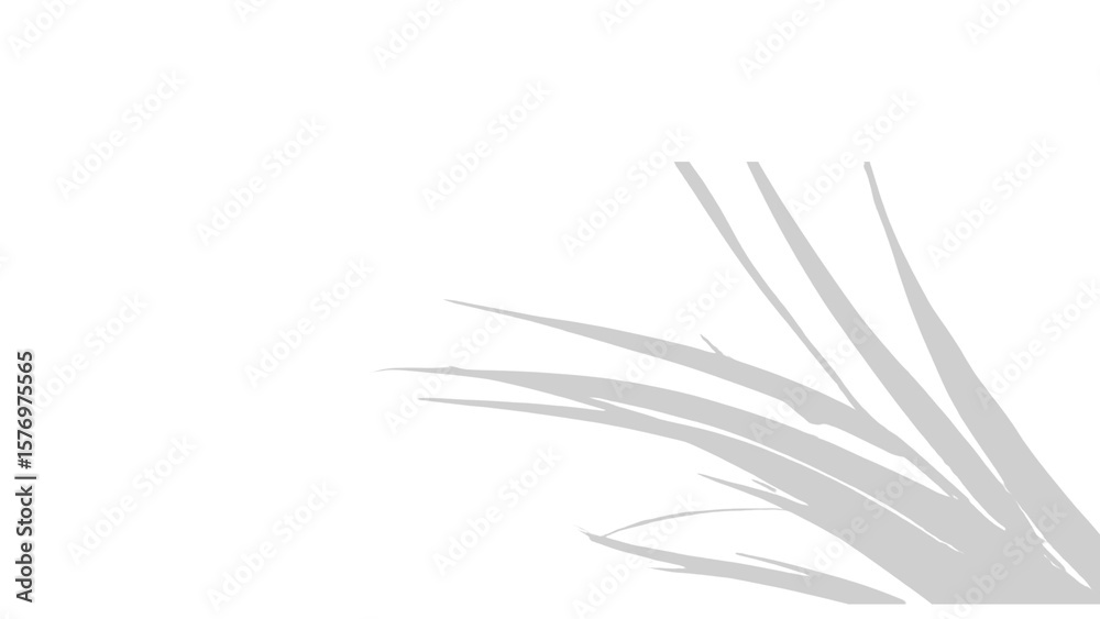 Fototapeta premium shadow Silhouette of grass isolated on transparent background
