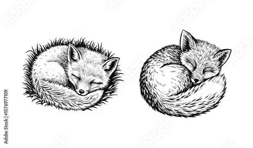 Curled up foxes are isolated on white background, peacefully sleeping, their soft fur and tranquil poses evoking a sense of serenity and natural beauty