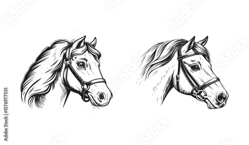 Horse head sketches are isolated on white background, each capturing the majestic and graceful essence of these noble creatures