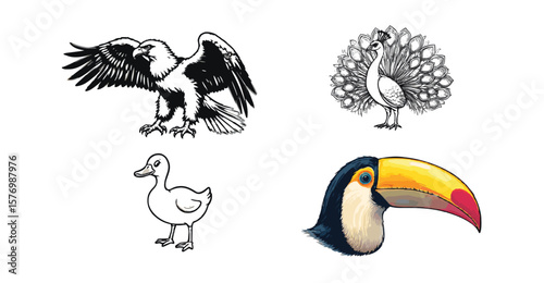 "Stylized Bird Illustrations Collection: Vulture, Peacock, Duck, and Toucan Designs"
