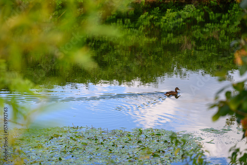 Nature sauvage : observation d'un canard dans le corridor écologique des rives de l'Ill, Grand Est, France