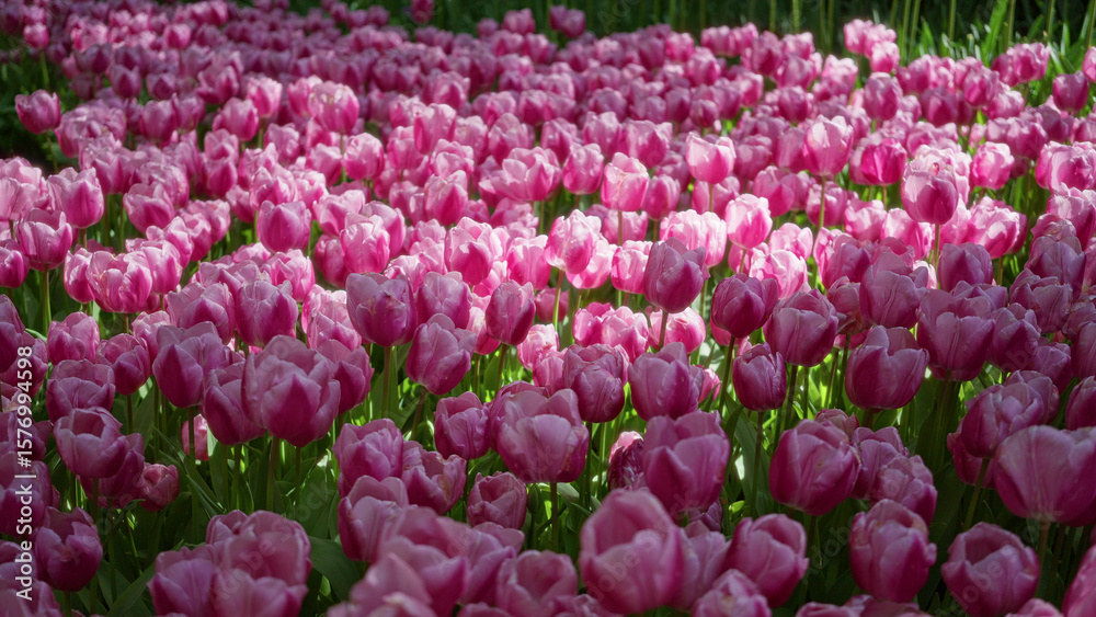 Fototapeta premium Vibrant field of pink tulips blooming outdoors in the netherlands, showcasing natural beauty and lush greenery under soft sunlight