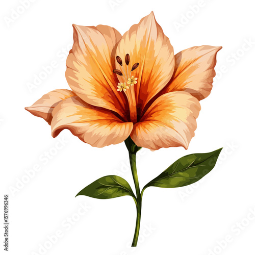 Orange lily flower with green leaves on white background  