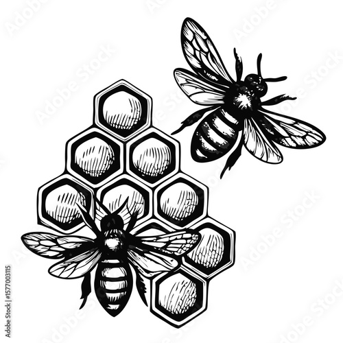 Bees and honeycomb in hand-drawn engraving style with detailed honeycomb structure. These bees and honeycomb elements are rendered with graphic precision in hand-drawn engraving format.