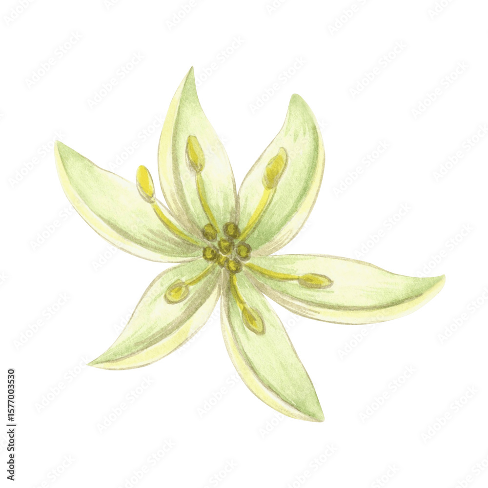 Naklejka premium Avocado flower with yellow petals watercolor isolated illustration for food and cosmetic desing. Hand drawn tropical fruit tree blooming, healthy eating. Floral citrus botanical clip art for textile.
