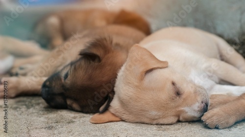 A small brown puppy is sleeping soundly on the floor