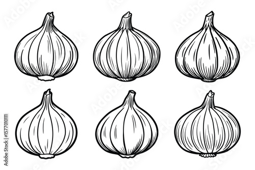 Hand drawn illustration of fresh garlic bulbs and cloves with leaves