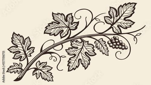Elegant grape vine vector illustration for wine labels and vineyard designs featuring leaves and fruit art