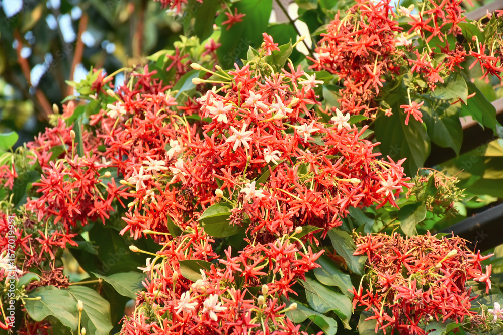 Naklejka premium Pink Bouquet of Quisqualis Indica flower is ivy flower, they have buds and blooming. when in bud state had white color and then in full bloom have light pink and dark pink.