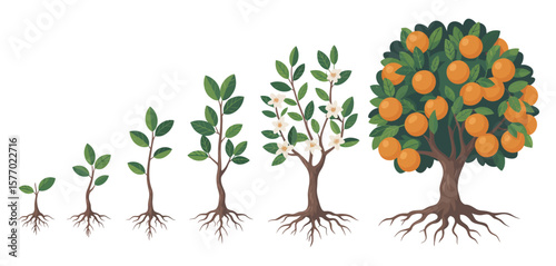 Stages of an orange tree growth from seedling to fruit bearing