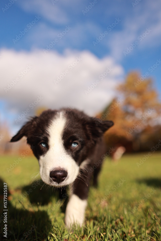 A black and white dog is walking on a grassy field A black and white dog is walking on a grassy field