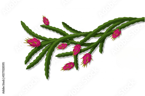 Dragon fruit buds on a leafy green stem presents an exotic fruit graphic suitable for tropical themes or botanical studies.
