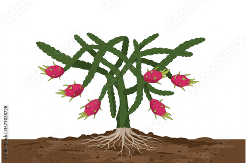 Dragon fruit plant growing in soil presents a tropical gardening concept, ideal for designs about nature, healthy eating, and exotic fruits.