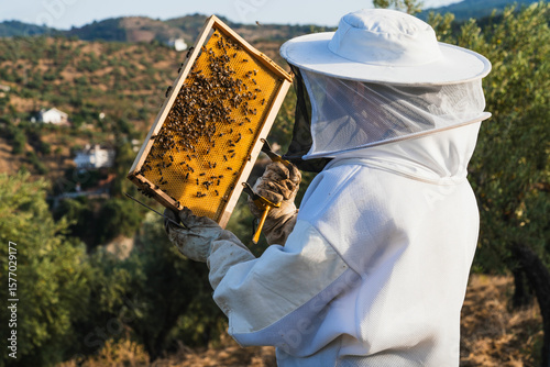 Beekeeper holding honeycomb frame with bees in apiary
