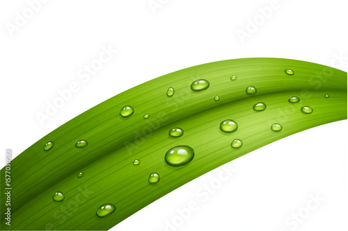 Fresh green leaf element with glistening water droplets, ideal for organic designs or ecological projects needing natural simplicity.