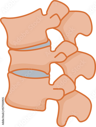 Illustration of Human Spinal Vertebrae