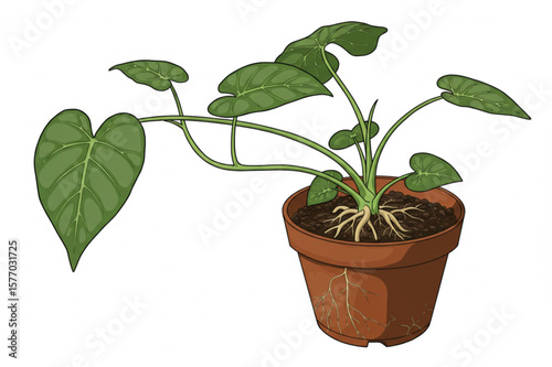 Graceful arum plant graphic with detailed foliage and roots sprouting from the terracotta pot, suitable for botany themed designs.