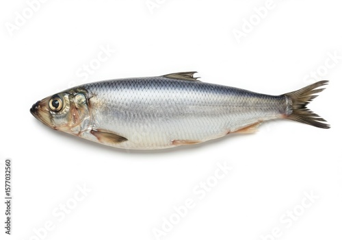 A single fresh herring fish with detailed scales and fins isolated on white background