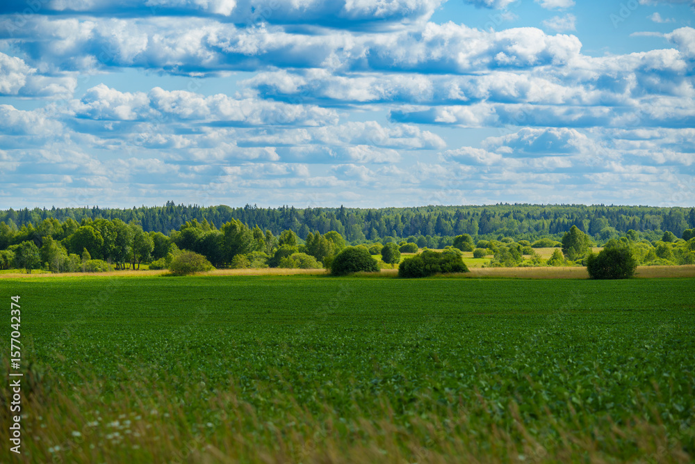 Fototapeta premium Green crop field and distant forest under cloudy summer sky