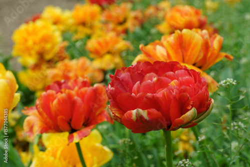 peony tulips with a stunning array of colors, featuring bold reds and bright yellows