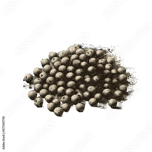 Vintage illustration of allspice berries, representing aromatic spices, ideal for culinary marketing and recipe development