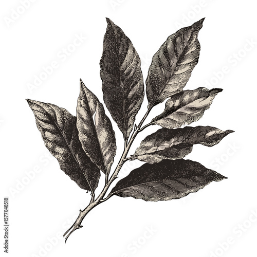 Vintage illustration of bay leaves, representing aromatic herbs, ideal for culinary marketing and cooking events

