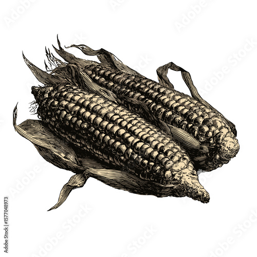 Vintage illustration of ears of corn, representing fresh agricultural produce, ideal for culinary marketing and seasonal events