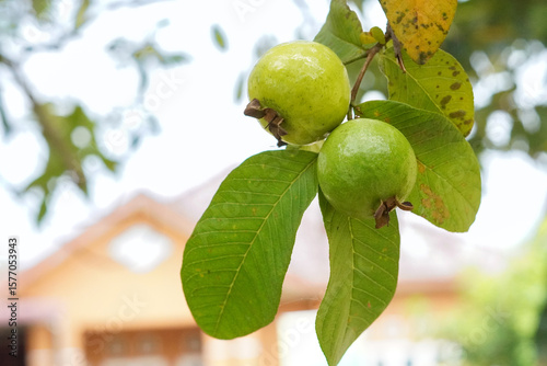 Two red guavas dangle from the branch, surrounded by green leaves. The skin is reddish, the inside pink with seeds. They look fresh and natural.