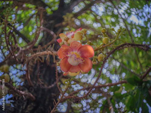 Shorea robusta flowers bloom on the tree.