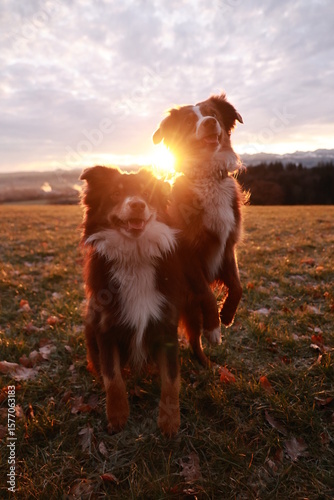 Photography Two dogs are standing in a field with the sun shining on them