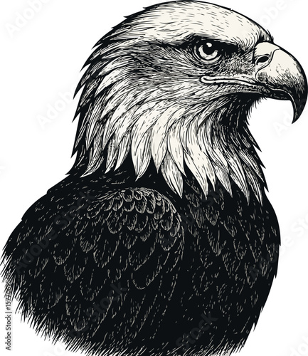 Detailed drawing of an american bald eagle with a sharp beak and intense gaze looking right