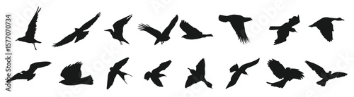 Set flying bird silhouettes vector illustration