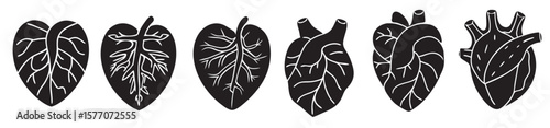 set human heart silhouette vector icon illustration white background heart medical science