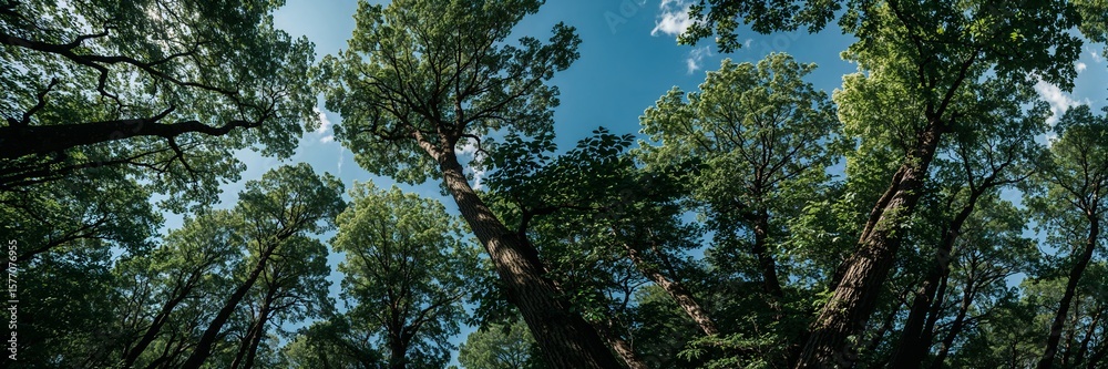 Obraz premium Lush Green Forest: Looking Up Through Dense Foliage