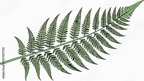 Fern frond botanical illustration vector image of green fern nature plant forest foliage leaf fern drawing