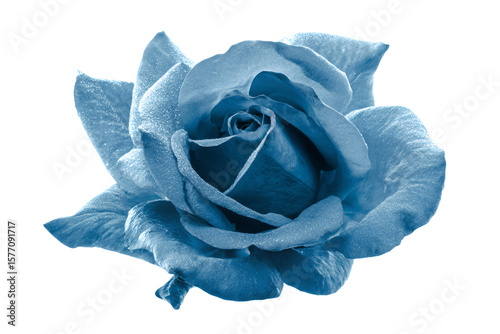 a blue rose is shown in a blue tone